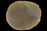 Fossil Jellyfish (Essexella) In Ironstone, Pos/Neg - Illinois #120916-2